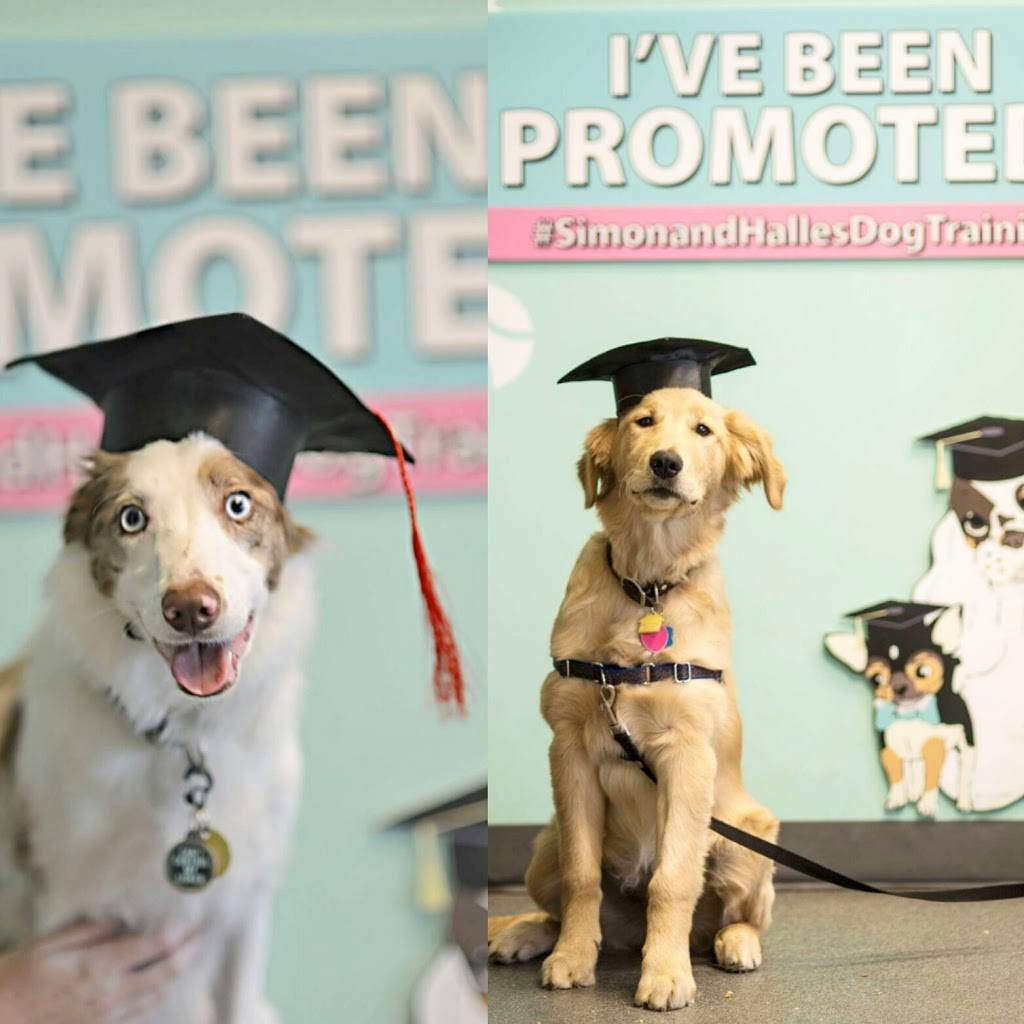 Simon & Halles Pet Boutique | 3107 Builder Dr #7, Lafayette, IN 47909, USA | Phone: (765) 838-1020