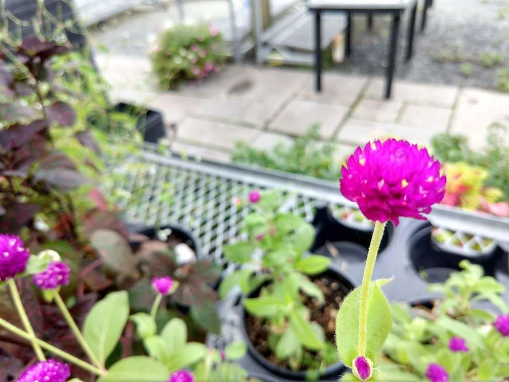 Countryside Nursery & Garden Center, 1604 Pulaski Hwy, Newark ...