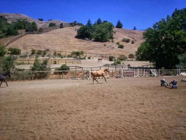 Dougherty Ranch Horse Boarding, Lessons & Training | 700 Nicasio Valley Rd, Nicasio, CA 94946, USA | Phone: (415) 662-2031