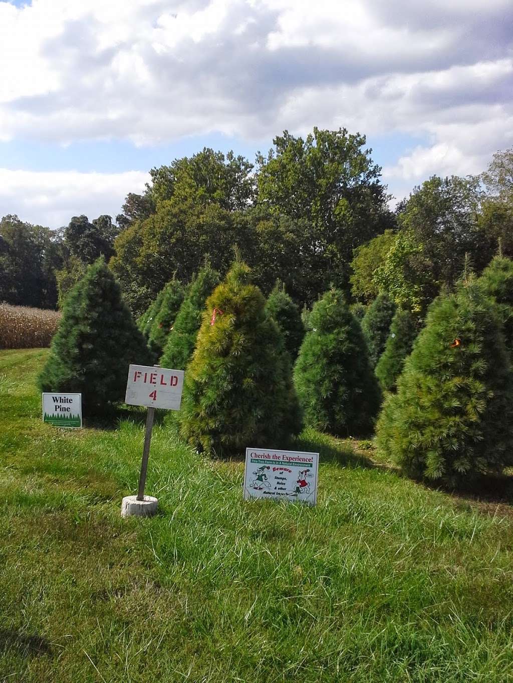 Hunts Christmas Tree Farm | 465 Stehman Church Rd, Millersville, PA 17551, USA | Phone: (717) 330-8102