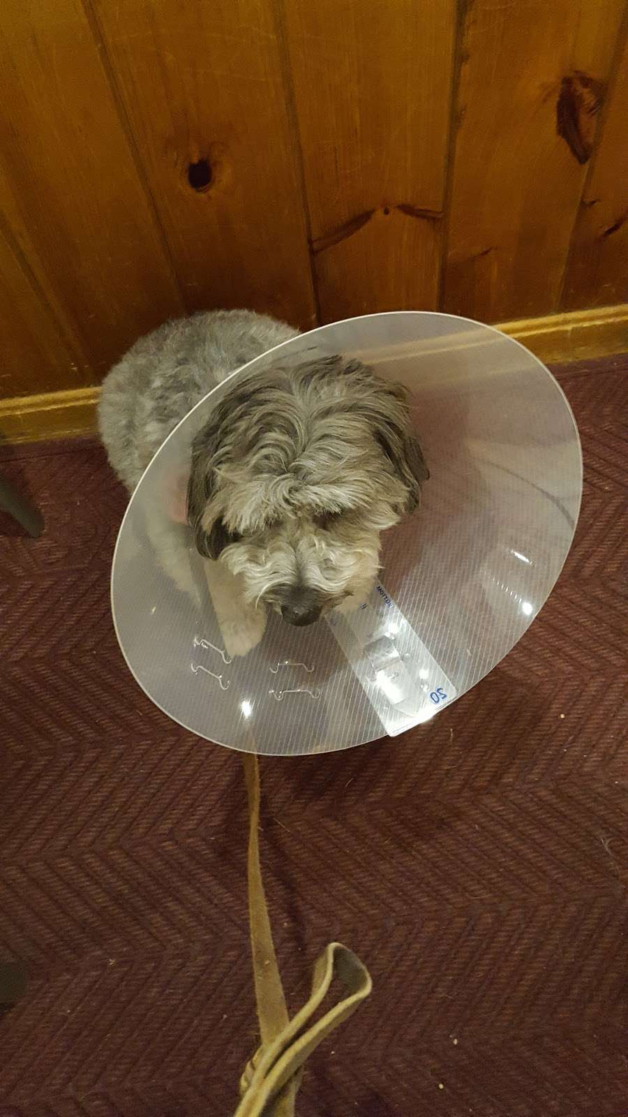 Framingham Animal Hospital Inc | 1415 Edgell Rd, Framingham, MA 01701, USA | Phone: (508) 877-0900