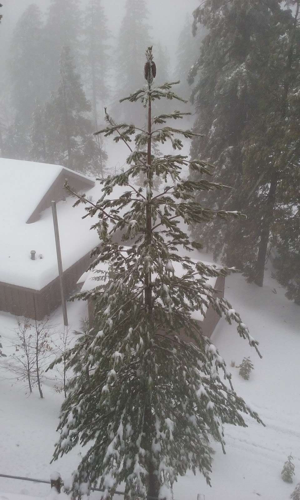 Harich Field Rim Of The World Mountains little League | 675 Grandview Rd, Twin Peaks, CA 92391, USA