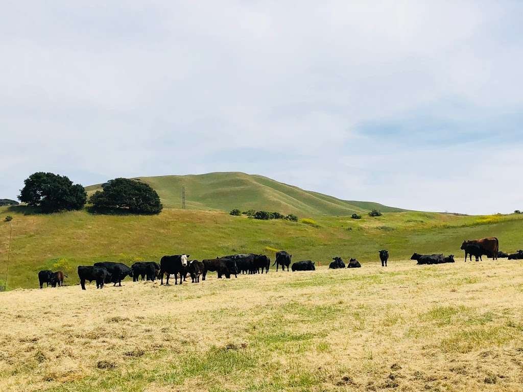 Lynch Canyon Open Space | 3100 Lynch Rd, Fairfield, CA 94534, USA | Phone: (707) 432-0150