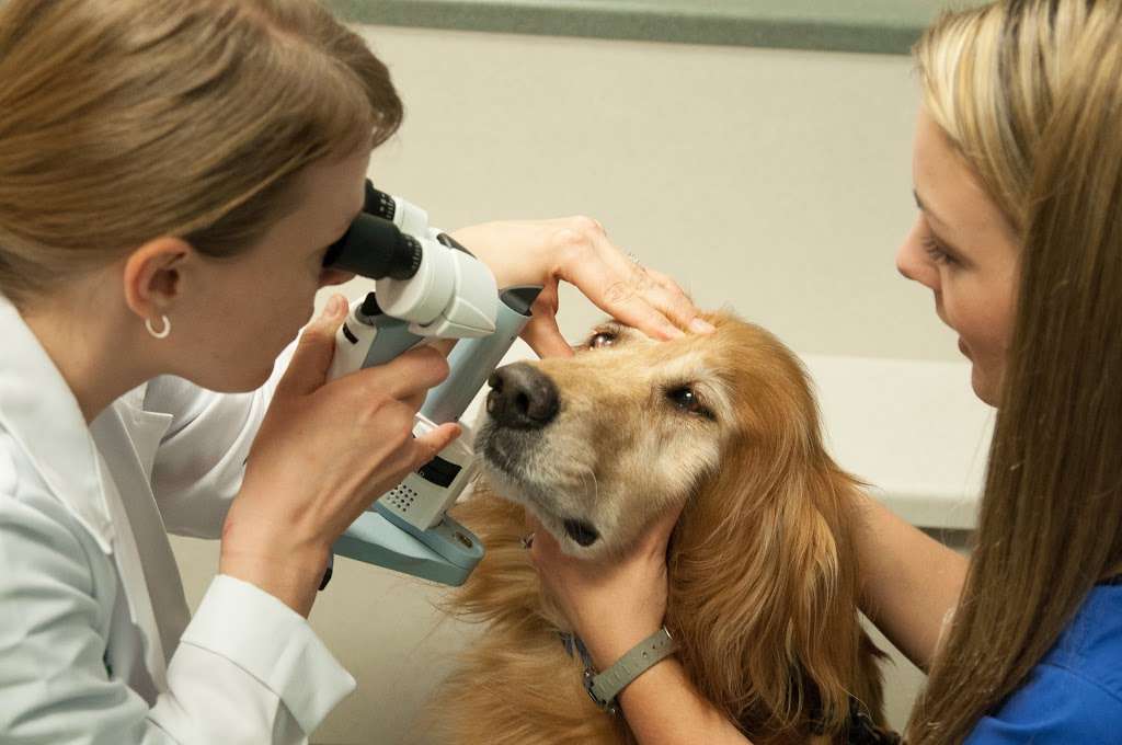 IndyVet Emergency & Specialty Hospital | 5425 Victory Dr, Indianapolis, IN 46203, USA | Phone: (317) 782-4484