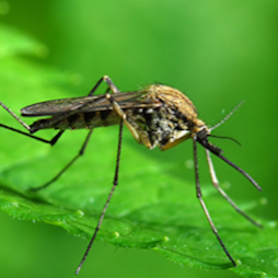 The Mosquito Company, Inc. | 2121 Brittmoore Rd #200, Houston, TX 77043, USA | Phone: (713) 468-1980