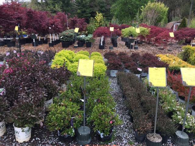 Kingsdene Nurseries | 16435 York Rd, Monkton, MD 21111 | Phone: (410) 343-1150