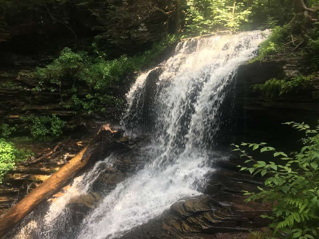 Falls Natural Trail, Ricketts Glen | PA-118, Benton, PA 17814, USA