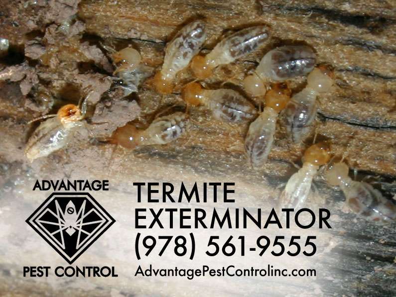 Advantage Pest Control, Inc | 239 Boston St #209, Topsfield, MA 01983 | Phone: (978) 561-9555