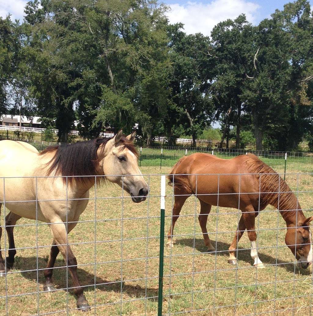 Triple H Horse Farms | 816 Chateau Woods Pkwy Dr, Conroe, TX 77385 | Phone: (936) 689-1640