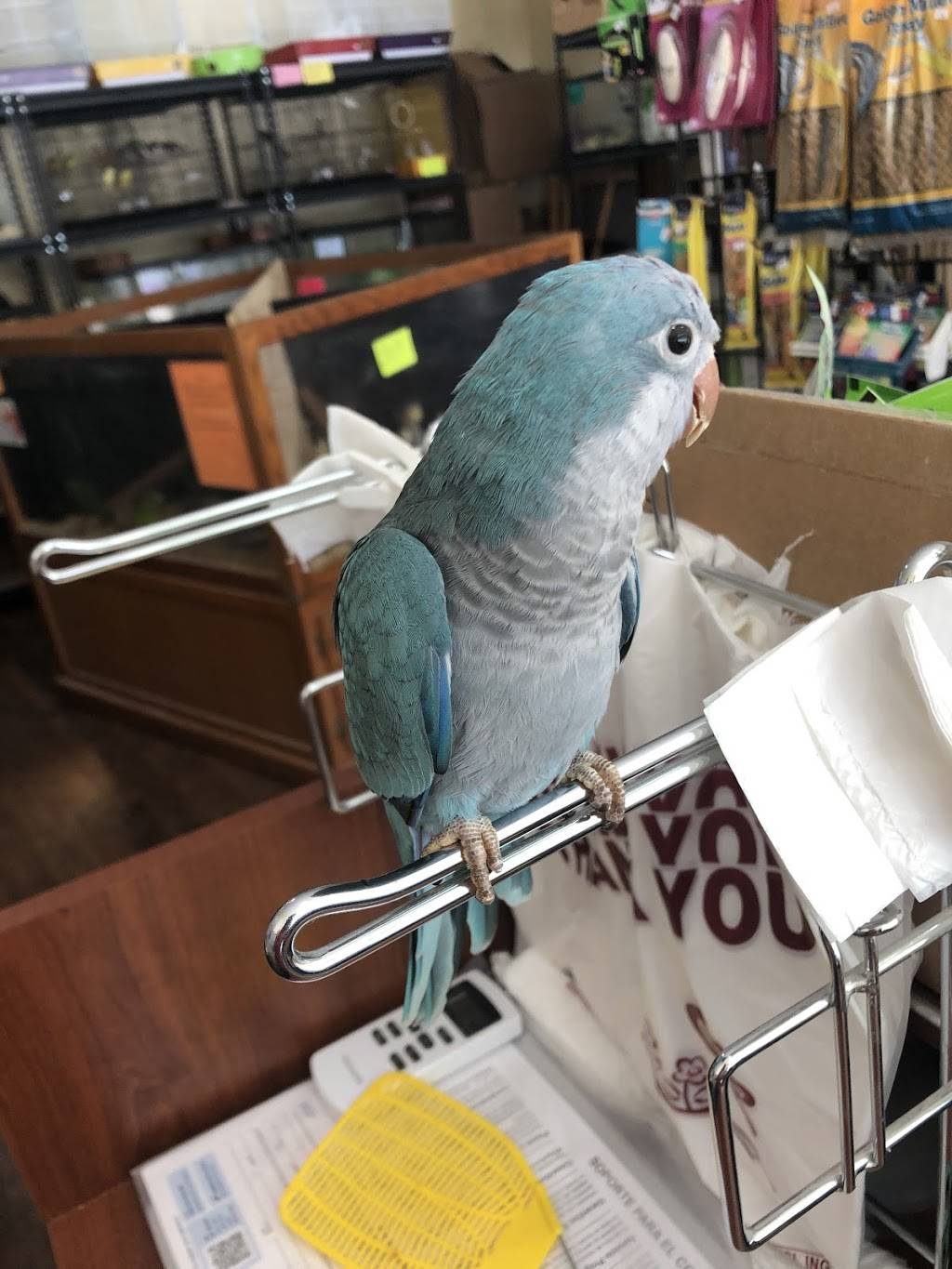 John’s Bird Farm An Exotic Pet Store | 10215 E State Rte 350 e, Raytown, MO 64138 | Phone: (816) 265-0028