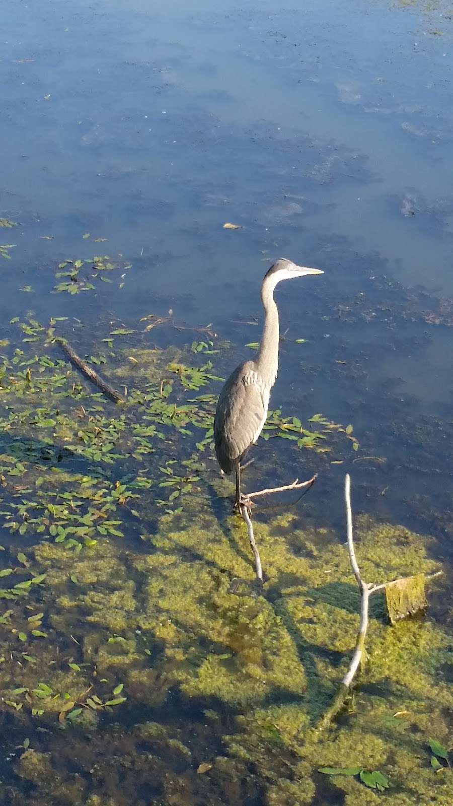 Striebel Pond | 5560 N 1100 W, Michigan City, IN 46360, USA