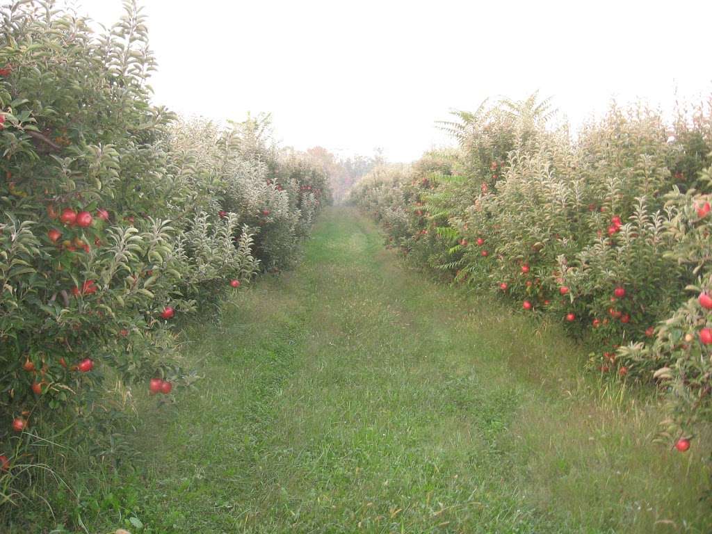 Seyfert Orchards Inc | 1050 Mt Zion Rd, Lebanon, PA 17046, USA | Phone: (717) 272-2966