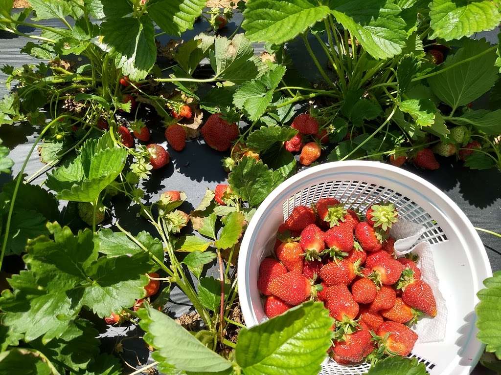 Wegmeyer Farm - Oatland Strawberry Picking | 355404640000, Leesburg, VA 20175, USA | Phone: (540) 751-1782