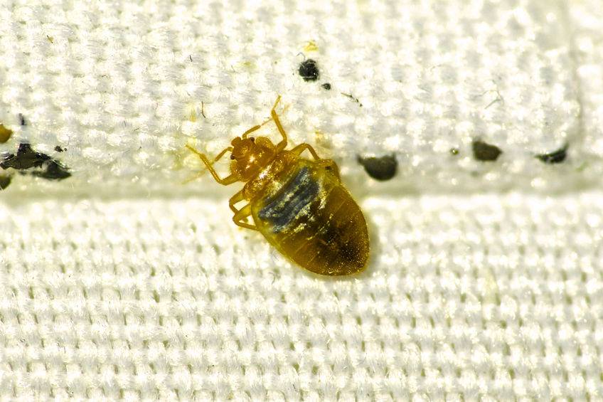 General Pest Control Granite City IL - Ants, Bed Bugs, Mice | 2421 Corporate Center, Granite City, IL 62040, USA | Phone: (618) 205-9617