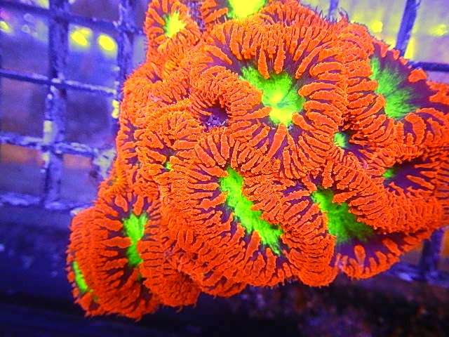 Blue Earth Corals & Aquariums | 5791 Desoto Rd, Lake Worth, FL 33463, USA | Phone: (561) 345-2944