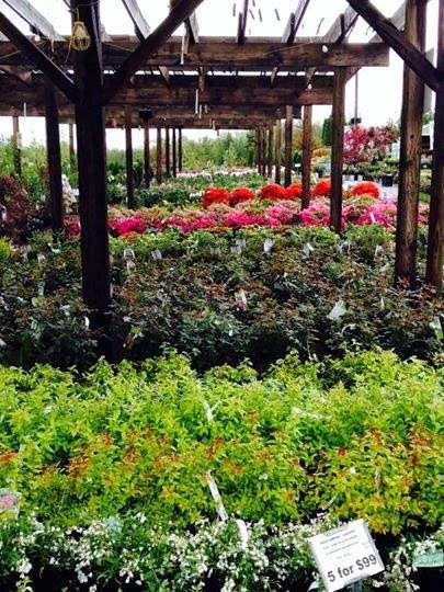 Laschis Garden Center | 20 Ayers Village Rd, Methuen, MA 01844, USA | Phone: (978) 683-0309