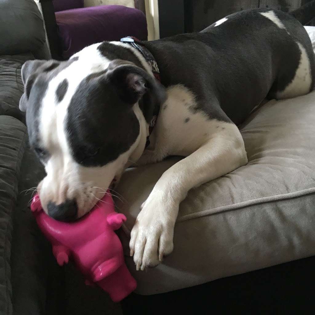 Rowan Animal Clinic, pllc. | 4155 Statesville Blvd, Salisbury, NC 28147, USA | Phone: (704) 636-3408