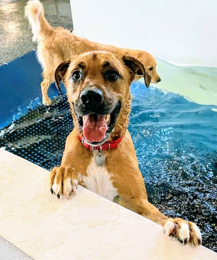 Canine Spa Dog Swimming | 140 Ore Bank Rd, Dillsburg, PA 17019, USA | Phone: (717) 574-5032