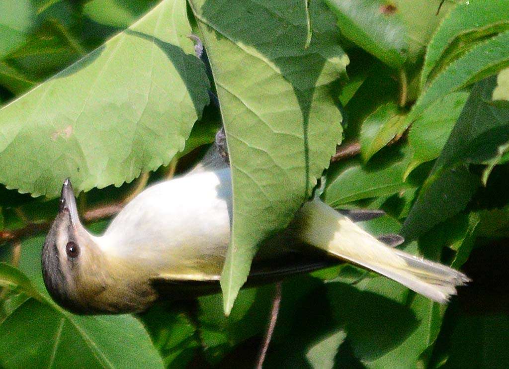 Greenbury Point Nature Center | Greenbury Point Nature Center, Annapolis, MD 21402, USA