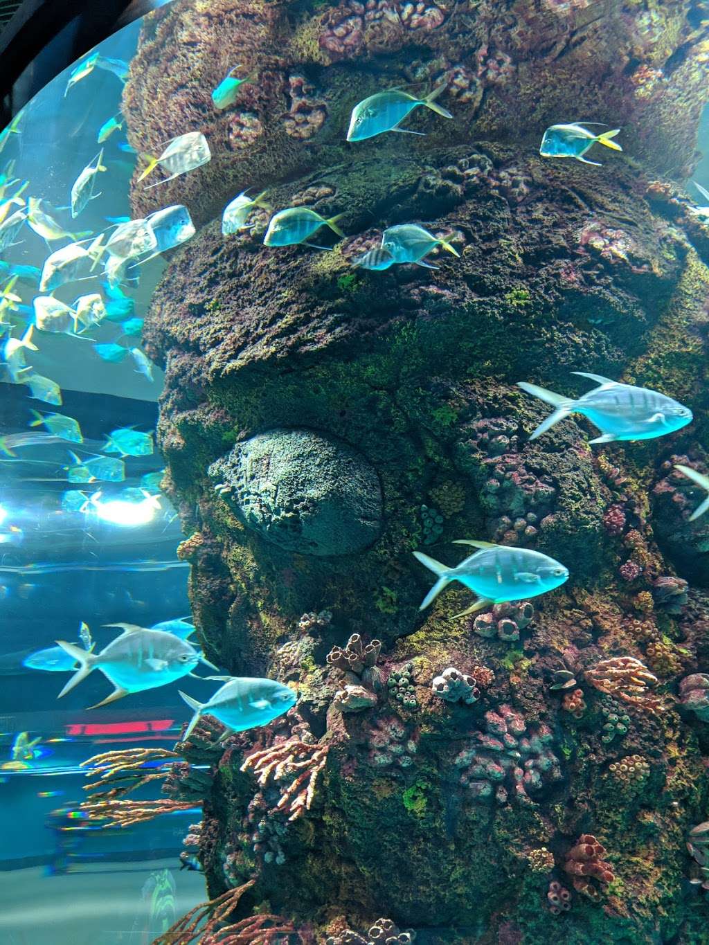 Aquarium At Moody Gardens | 1 Hope Blvd, Galveston, TX 77554, USA | Phone: (409) 744-4673