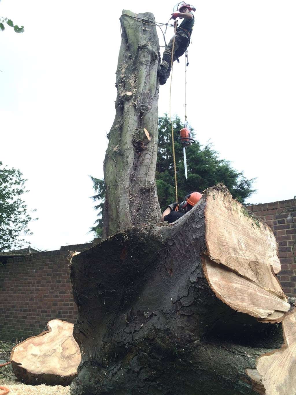 GTF Tree Care | 28 Pike Way, North Weald Bassett, Epping CM16 6BL, UK | Phone: 01992 524333