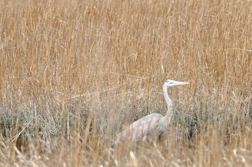 Natural Lands Glades Wildlife Refuge | Turkey Point Rd, Newport, NJ 08345, USA | Phone: (856) 825-9952