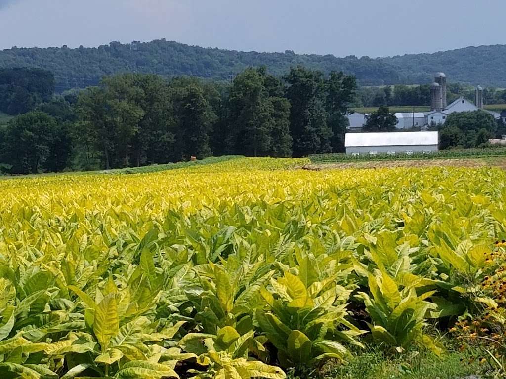 Wayside Produce | 900 Reading Rd, East Earl, PA 17519, USA | Phone: (717) 445-7290