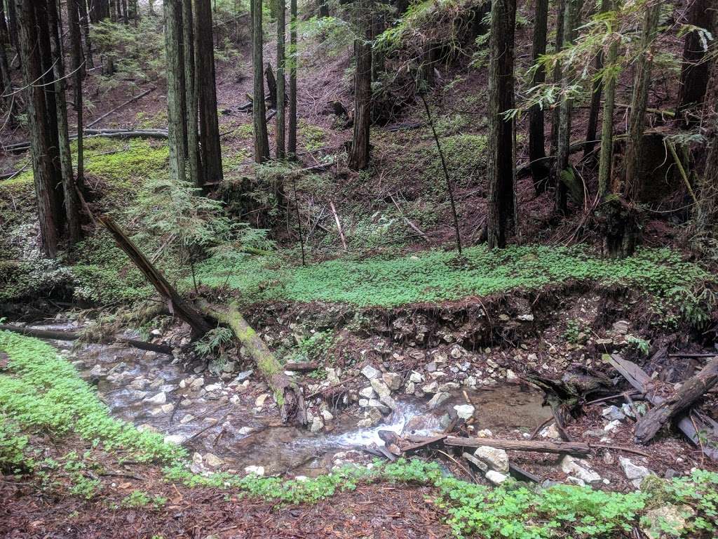 Redwood Hike Trail | Bennett Creek Trail, Felton, CA 95018, USA