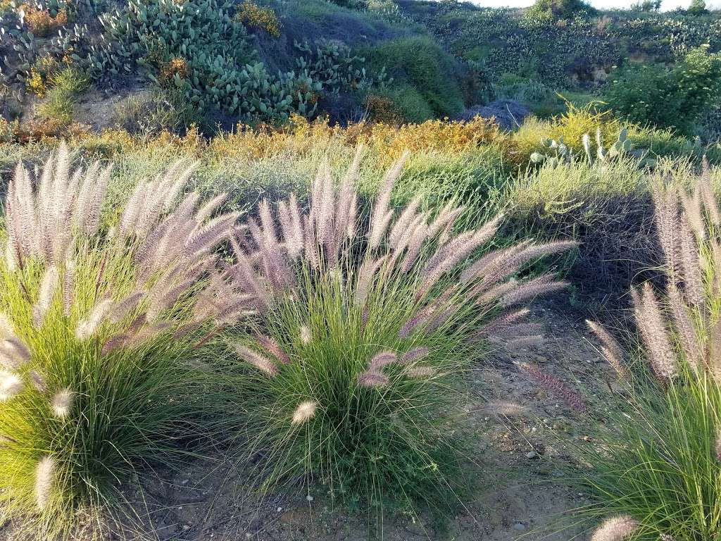 Robert E. Ward Nature Preserve | 2245 N Euclid St, Fullerton, CA 92835