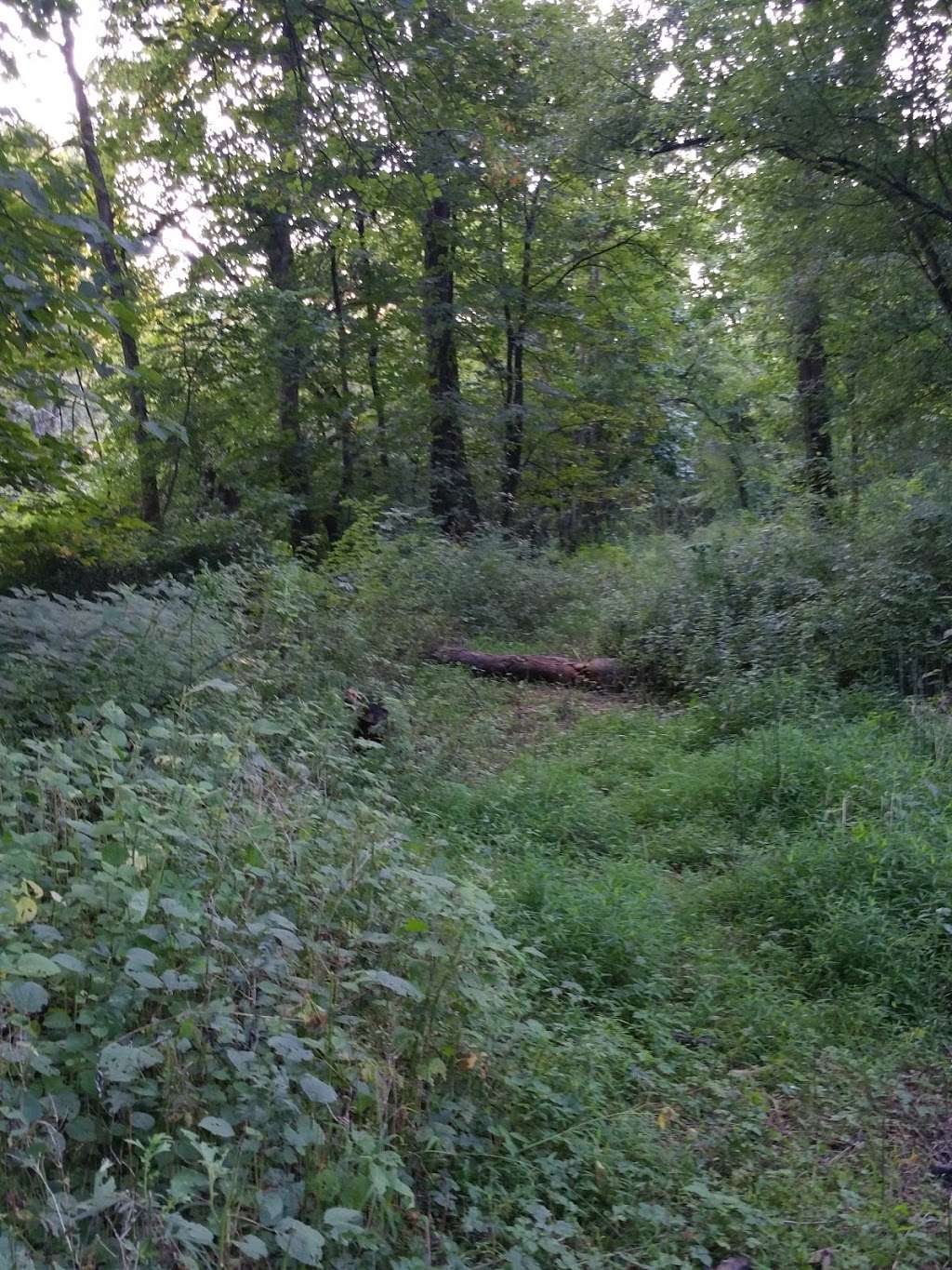 Pond Meadow / Still River Nature Preserve | 585-599 Danbury Rd, New Milford, CT 06776, USA