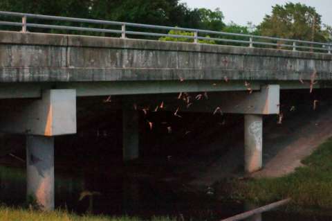 Fite bridge bat colony | 6354 Nelson Rd, Pearland, TX 77584, USA | Phone: (281) 652-1600