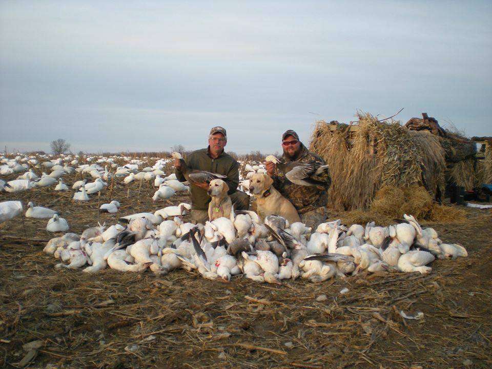 Guided Snow Goose Hunts Maryland | 10206 Sharptown Rd, Mardela Springs, MD 21837, USA | Phone: (410) 603-1400