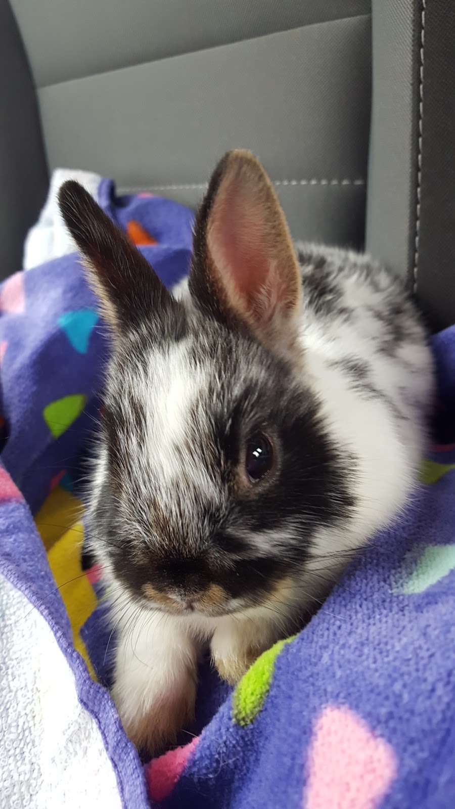 Misty Blues Bunnies | 265 N Scalybark Trail, Concord, NC 28027, USA | Phone: (704) 728-4924