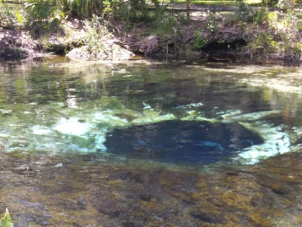 Silver Glen Springs Recreation Area | Florida 32134, USA