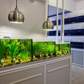 Abacus Aquatics | 168A Halfway St, Sidcup DA15 8DJ, UK | Phone: 020 8302 8000