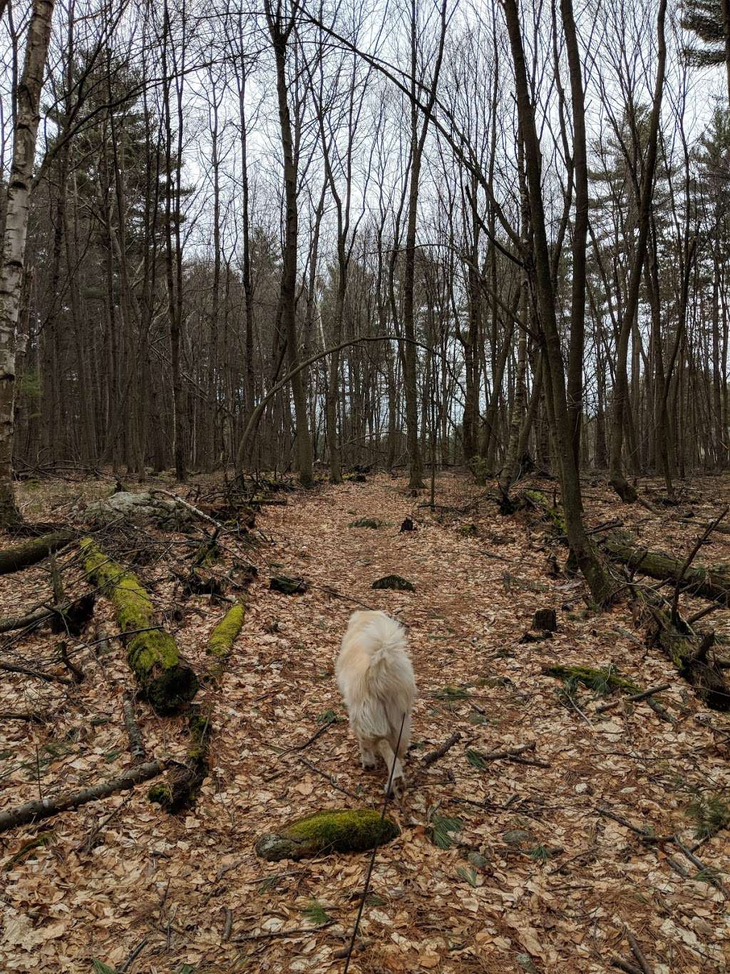 Marlborough-Sudbury State Forest | 31 Hale Rd, Stow, MA 01775, USA