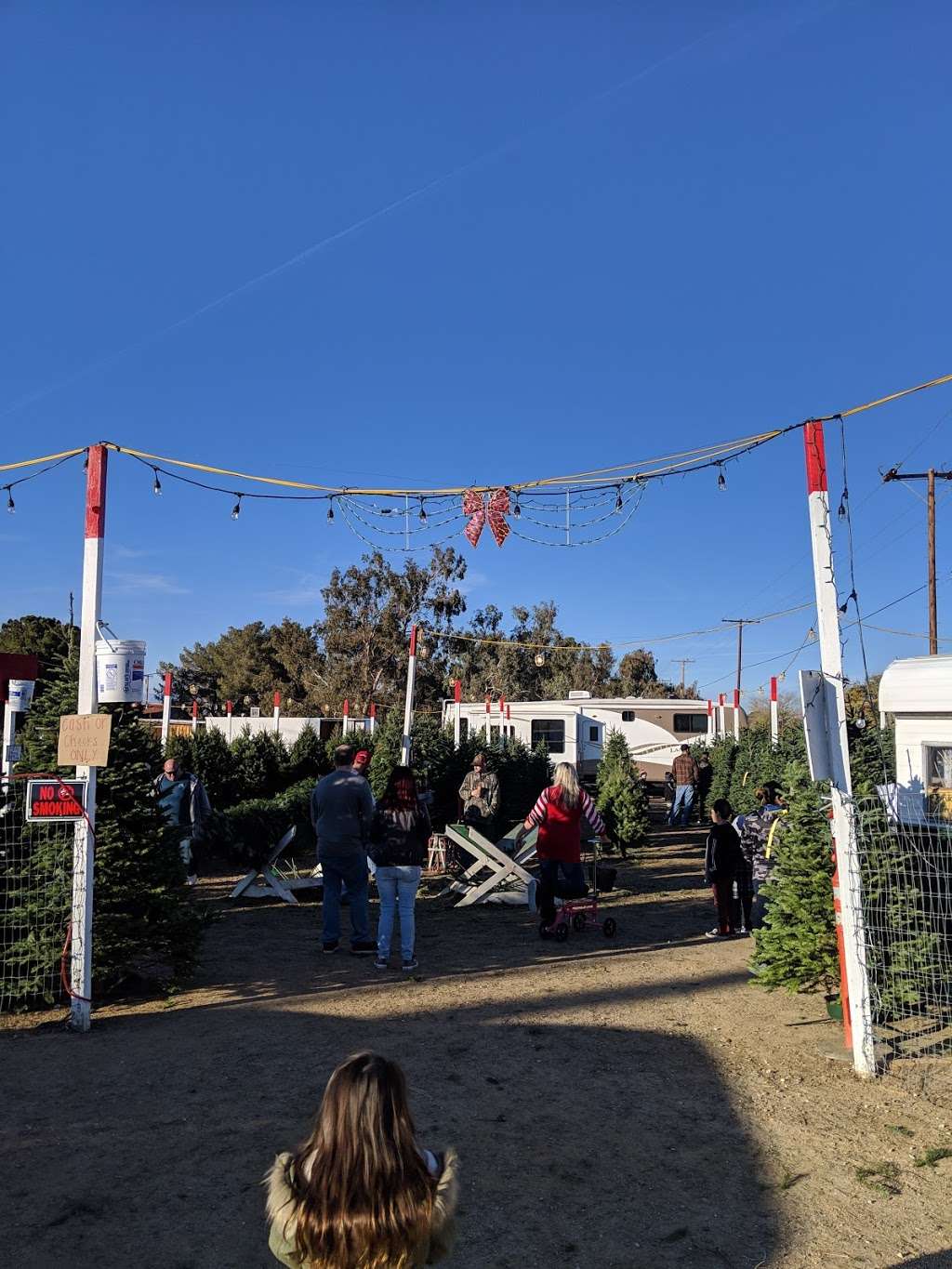 Bruces Christmas Trees | 5008 W Ave L, Lancaster, CA 93536, USA