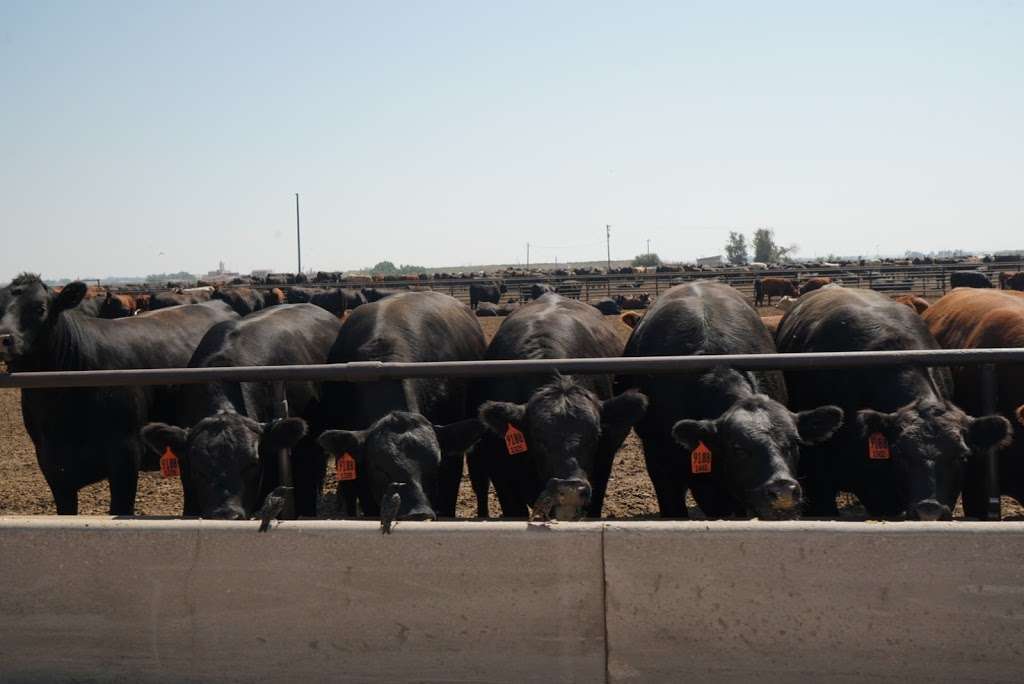 Producers Feed Lot | 30130 Co Rd 49, Greeley, CO 80631, USA | Phone: (970) 352-6500