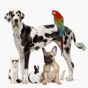 Paws and Feathers Veterinary Clinic Inc | 3674 N Elston Ave, Chicago, IL 60618, USA | Phone: (773) 866-1351