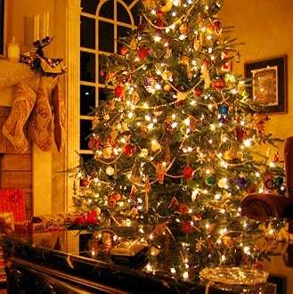 Evergreen Christmas Trees | 1401 N Verdugo Rd, Glendale, CA 91208 | Phone: (818) 335-9898