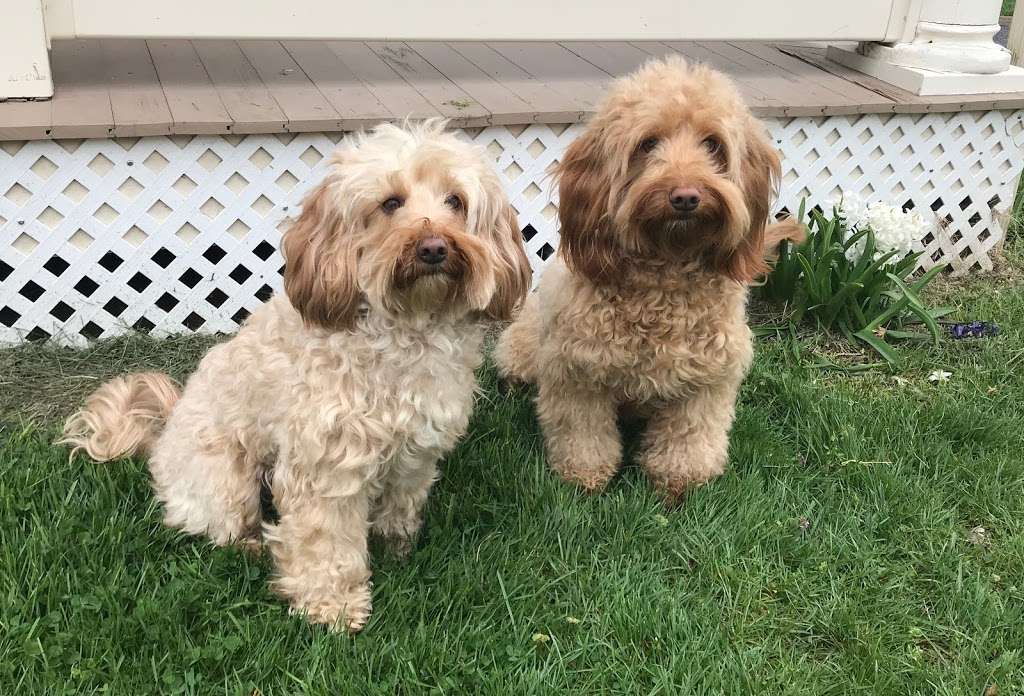 Premier Mini Goldendoodles | 139 S Grant St, Manheim, PA 17545, USA | Phone: (717) 435-3070