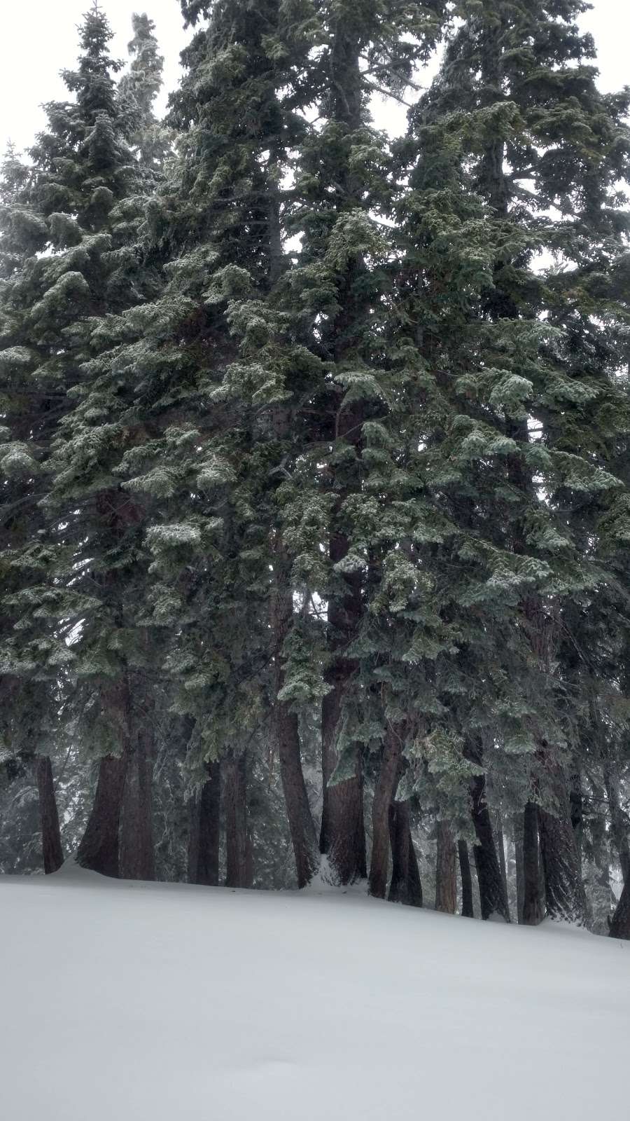 Kelly Camp | Mt Baldy, CA 91759