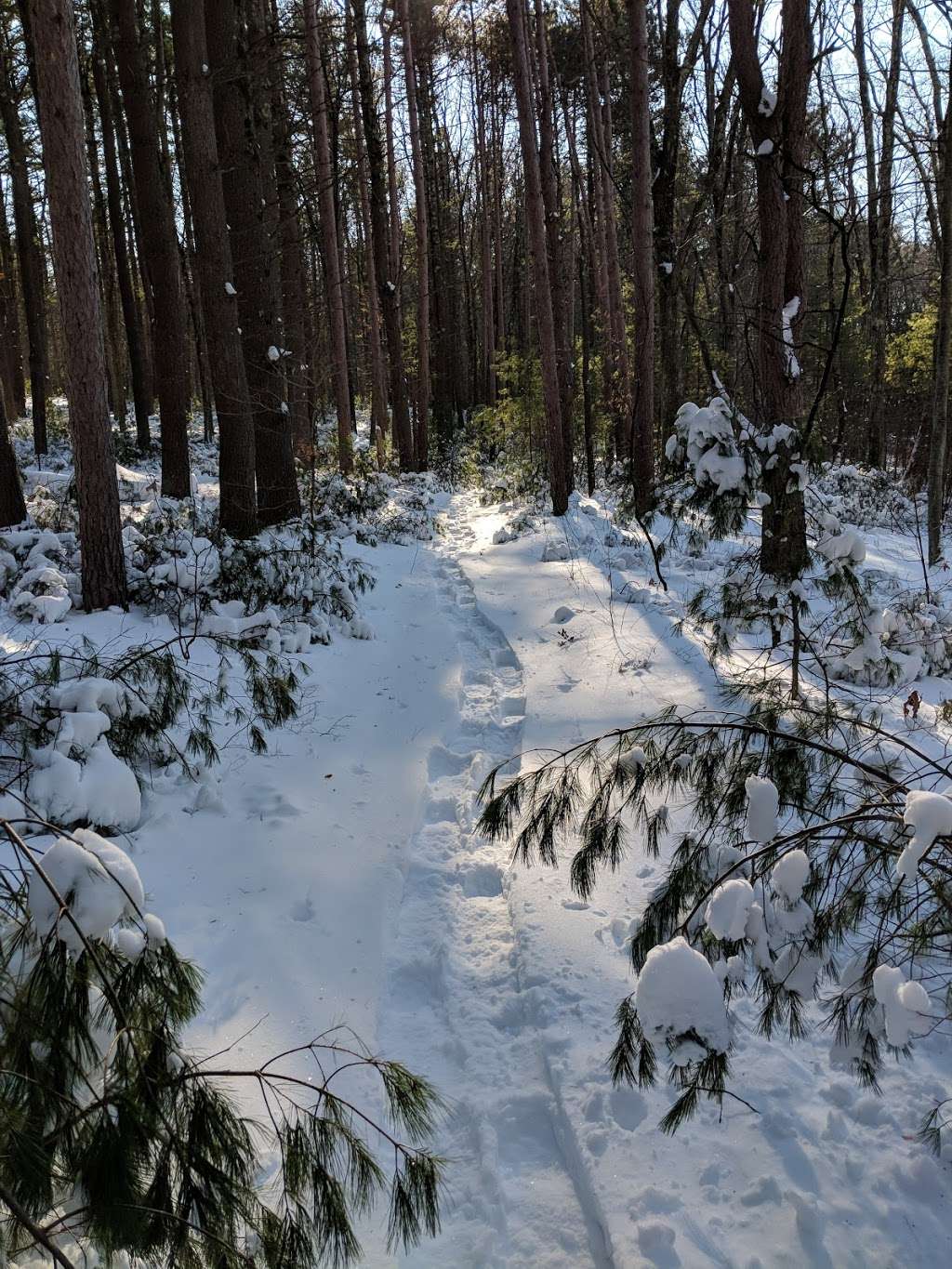 Marlborough-Sudbury State Forest | 31 Hale Rd, Stow, MA 01775, USA