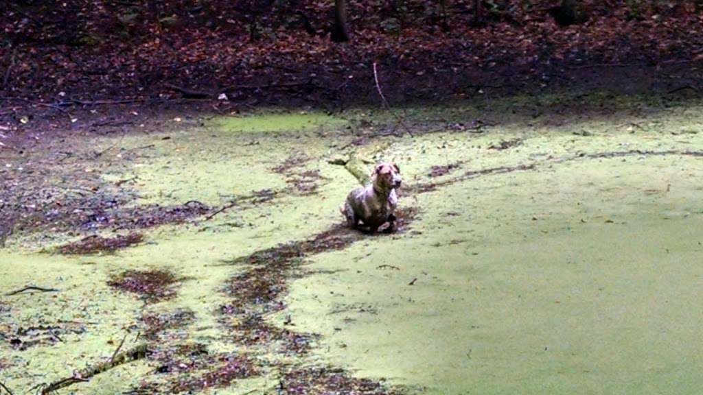 Richmond Parkway | Tillman St, Staten Island, NY 10314, USA