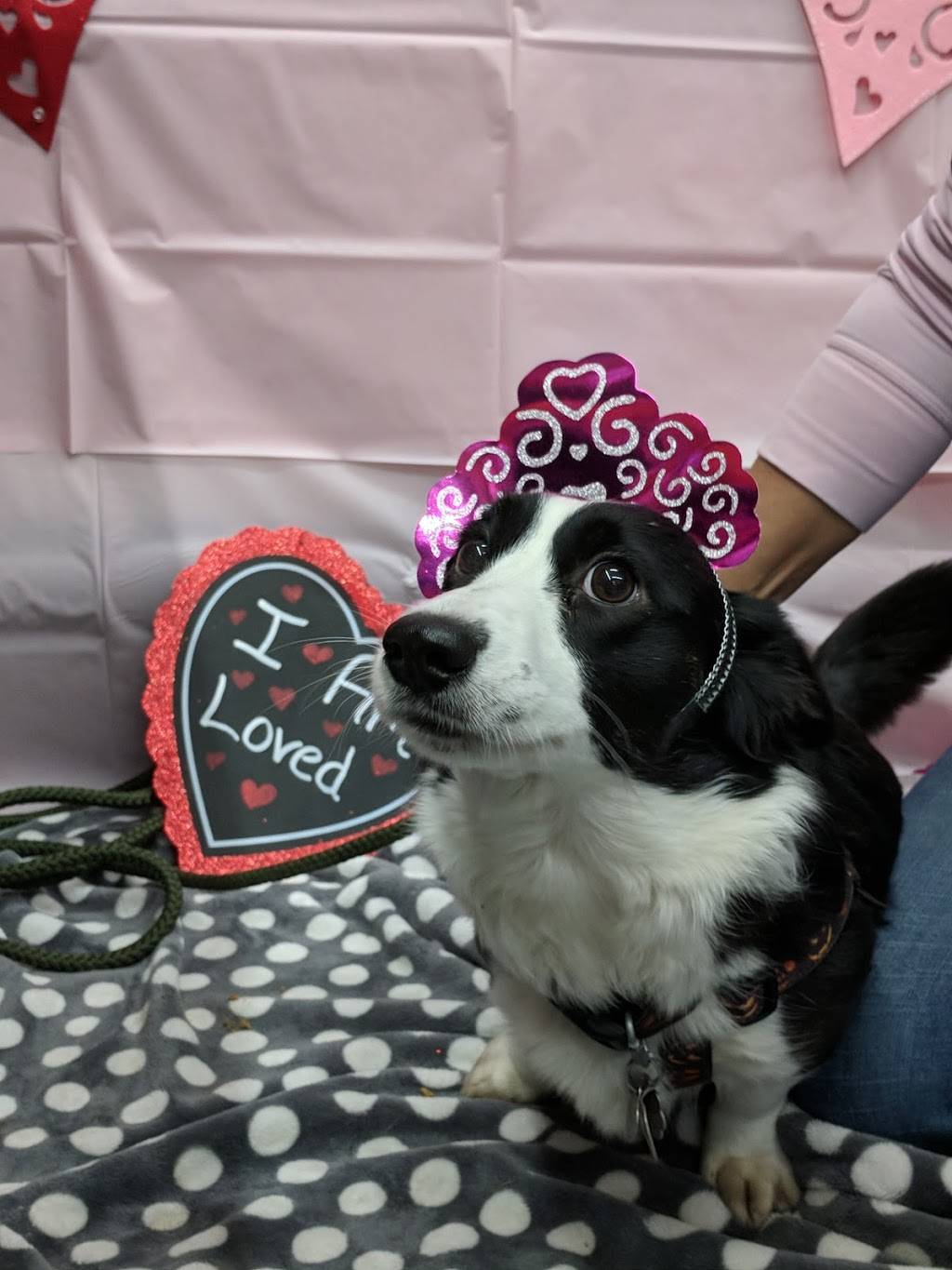 Pet Supplies Plus Omaha in 9725 Q St, Omaha, NE 68127, USA