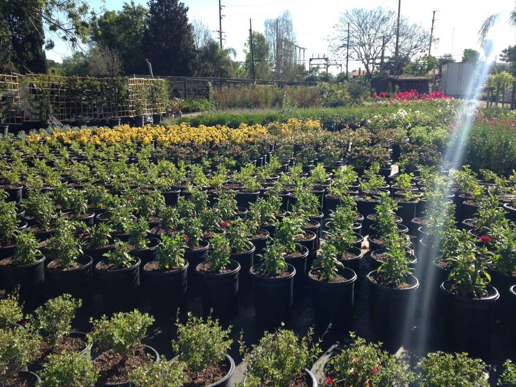 GREEN TREE NURSERY | 3977 Bradley Rd, Somis, CA 93066, USA | Phone: (805) 432-1245