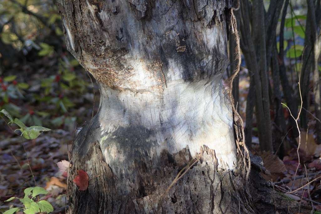 Assabet River Nature Trail | 124-126 Chapin Rd, Hudson, MA 01749, USA