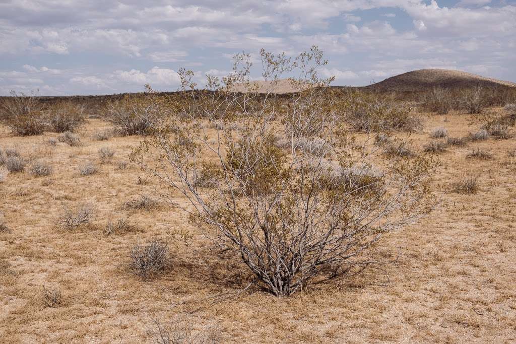 Desert Tortoise Natural Area | 140th St, California City, CA 93505, USA | Phone: (951) 683-3872