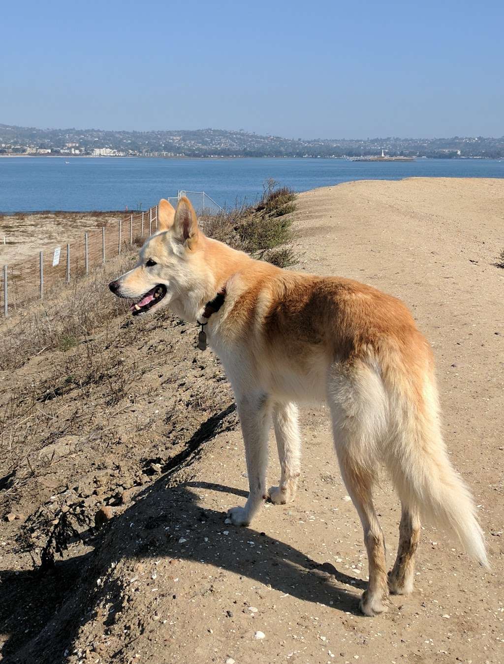 Fiesta Island Dog Park | 1750 Fiesta Island Rd, San Diego, CA 92109, USA | Phone: (619) 525-8213