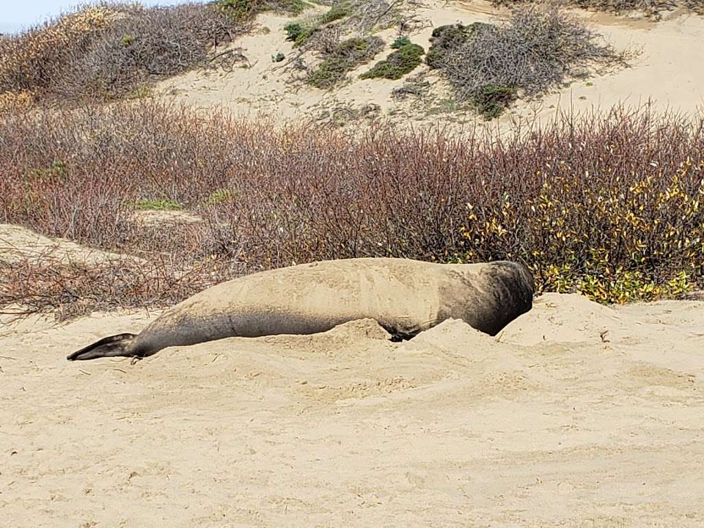 Año Nuevo State Park | California